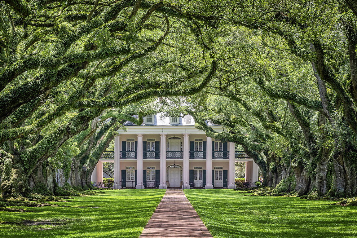 The brick path to the Oak Alley Plantation home is lined with large, curved trees, creating an archway.
