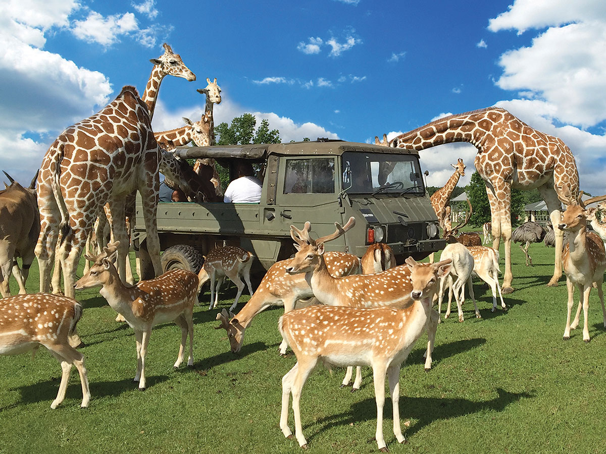 Go on Safari in Louisiana Go on Safari in Louisiana