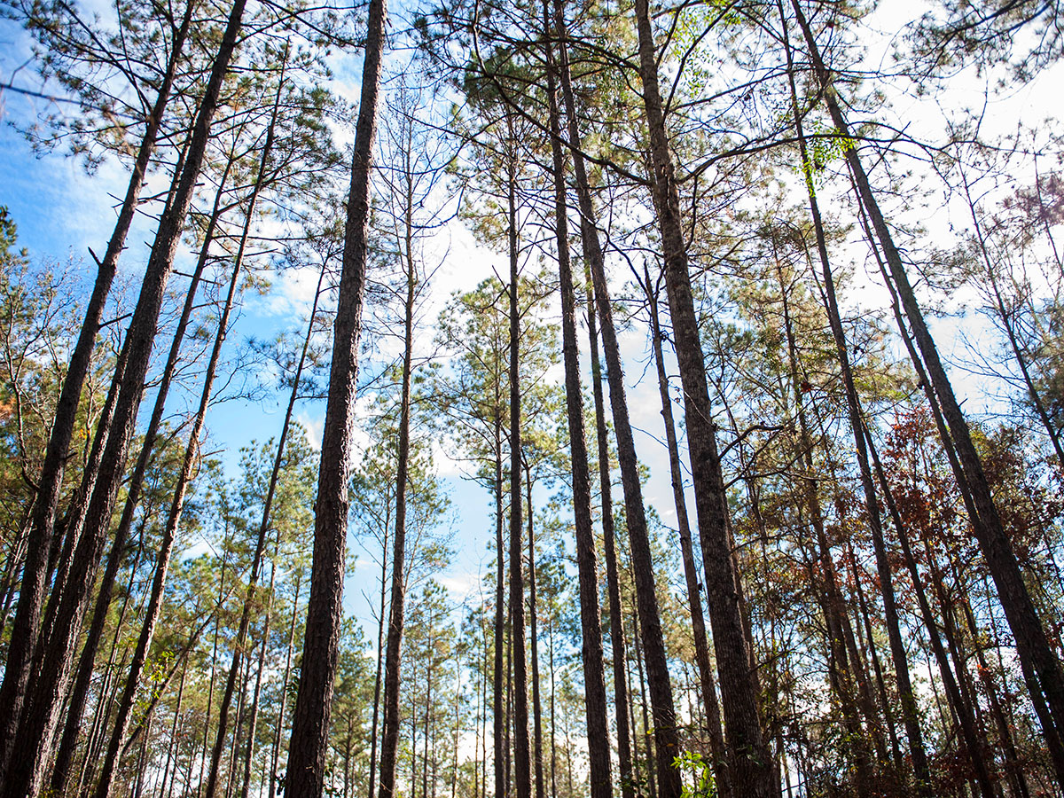 Treeline in Kisatchie National Forest Treeline in Kisatchie National Forest