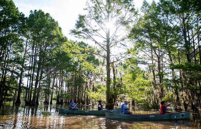 Two boats paddle through the trees at Lake Bistineau State Park.