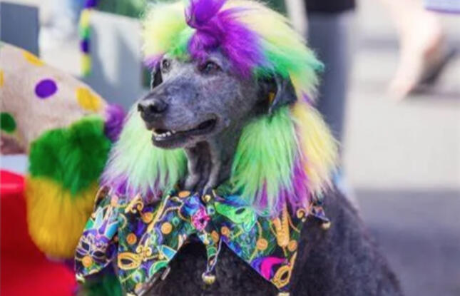 A dog sports gold, green and purple fur.