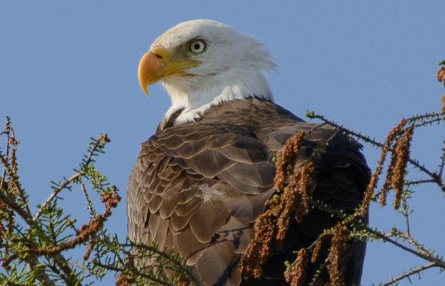 A bald eagle stares down from above.