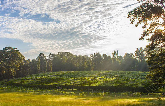 The sun peeks through the clouds over the field of grapes at Landry Vineyards in West Monroe.