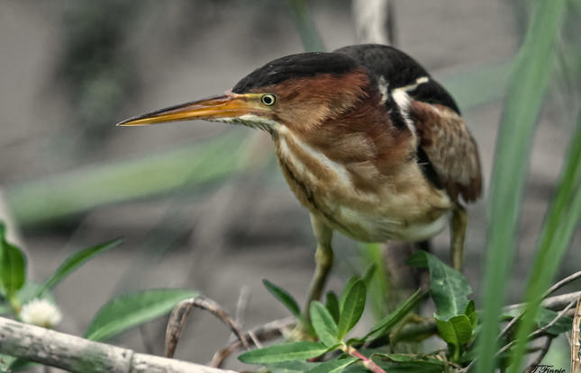 Least bittern