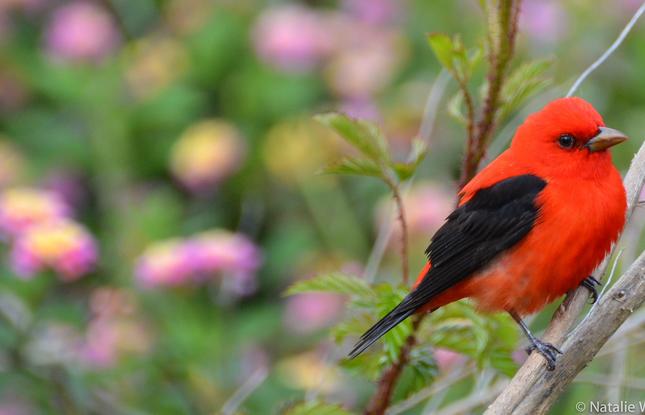 Scarlet tanager