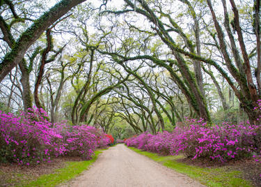Azaleas in bloom at the entrance to Afton Villa Gardens