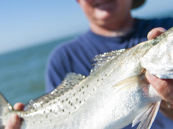 Houma-Thibodaux-Grand Isle Area