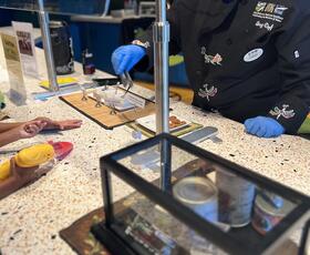 Sample flavored insects at the Audubon Insectarium.