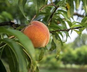 A ripe peach hangs from a leafy branch in a sunlit orchard at Mitcham Farms.