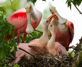 Roseate spoonbills