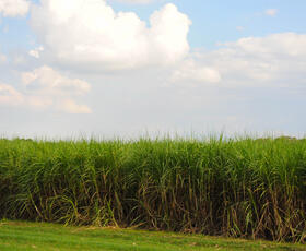 Vibrant dark-green sugarcane field under a bright-blue sky in Louisiana.