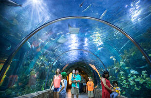 Families enjoy walking through the underwater dome at the Audubon Aquarium in New Orleans, Louisiana.